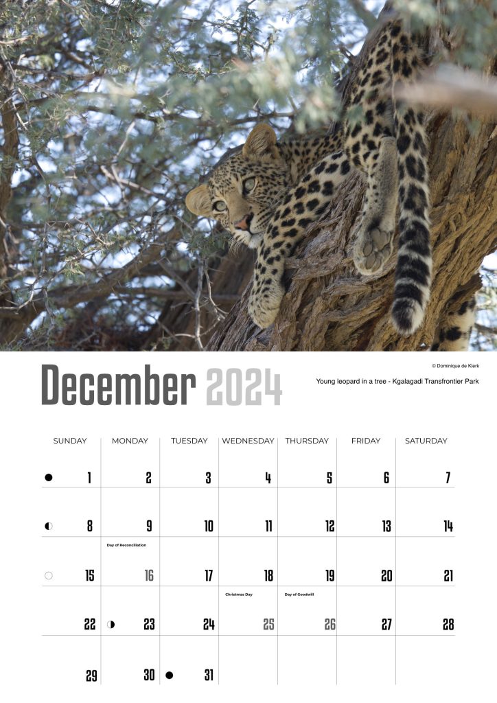 December - 2024 Wildlife Wall Calendar by D de Klerk