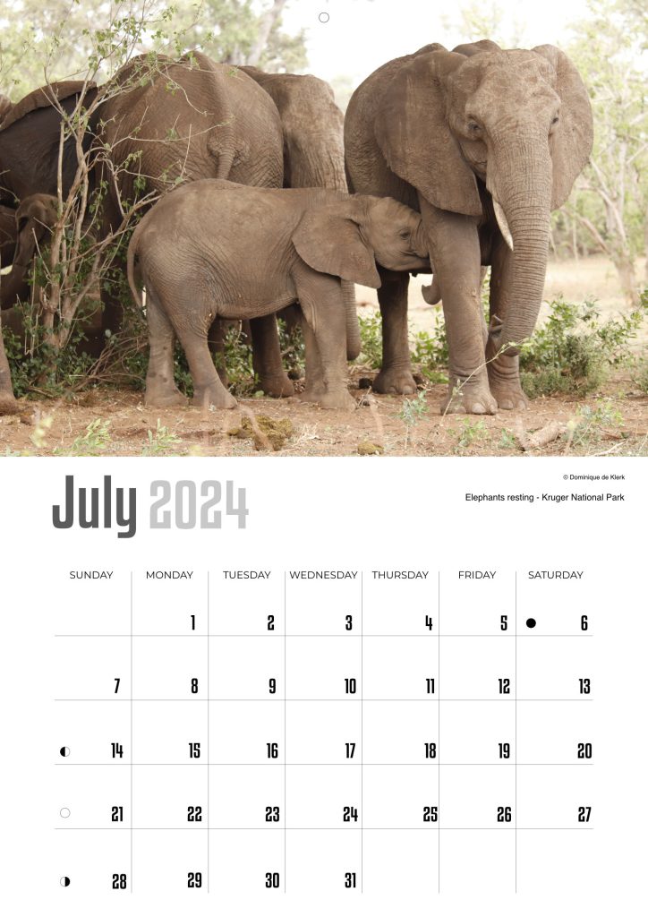 July - 2024 Wildlife Wall Calendar by D de Klerk