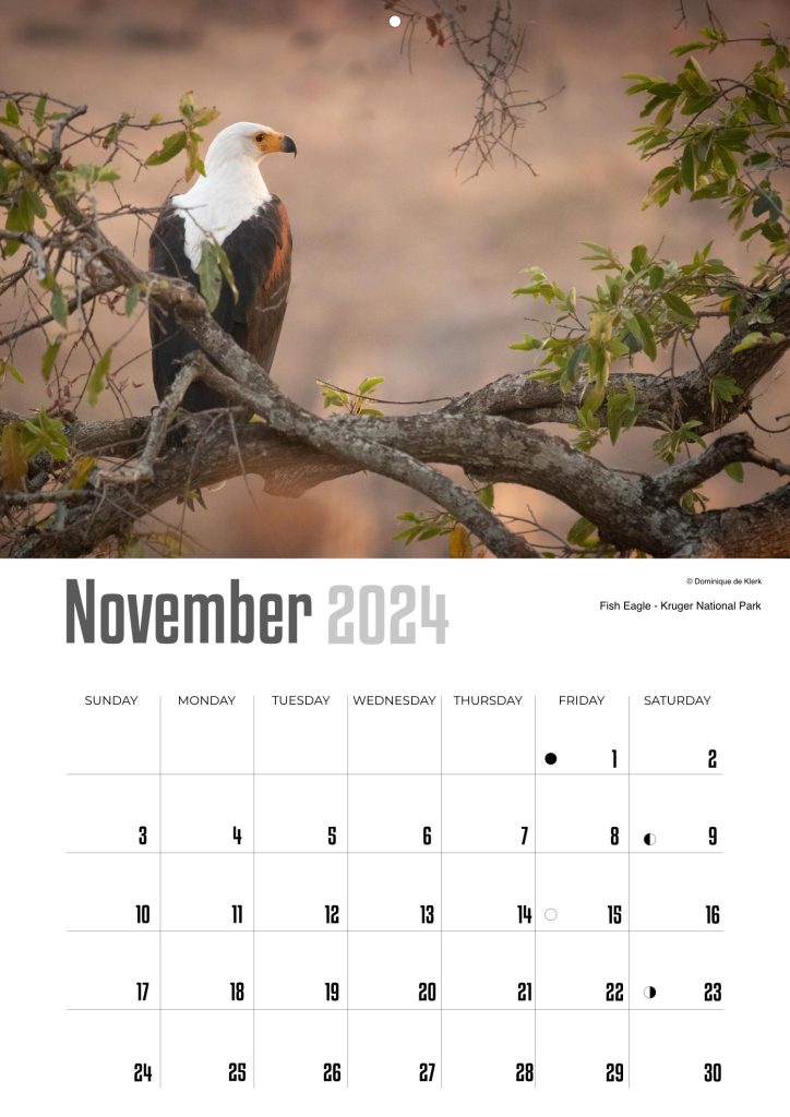 November- 2024 Wildlife Wall Calendar by D de Klerk